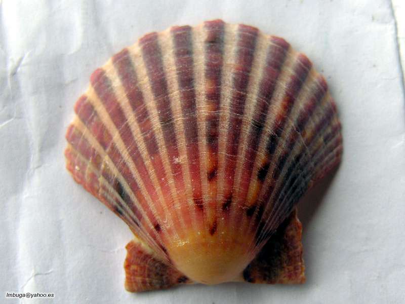 shell; DISPLAY FULL IMAGE.