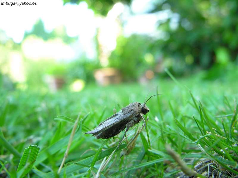 Moth; DISPLAY FULL IMAGE.