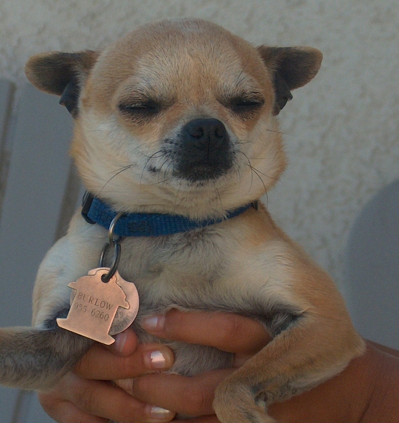 Sweet Chihuahua; DISPLAY FULL IMAGE.