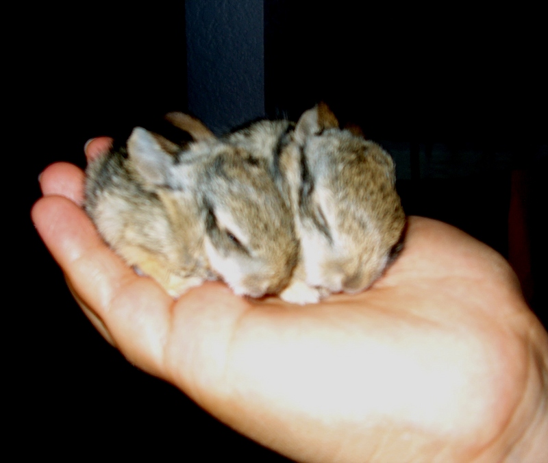 Baby Bunnies; DISPLAY FULL IMAGE.