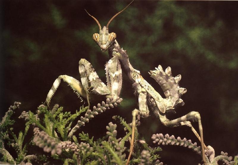 Arab mantis (Blepharopsis mendica); DISPLAY FULL IMAGE.