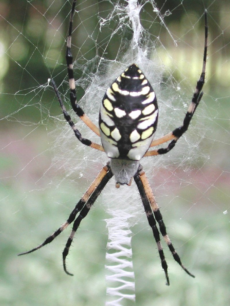 Black and Yellow Argiope Spider; DISPLAY FULL IMAGE.