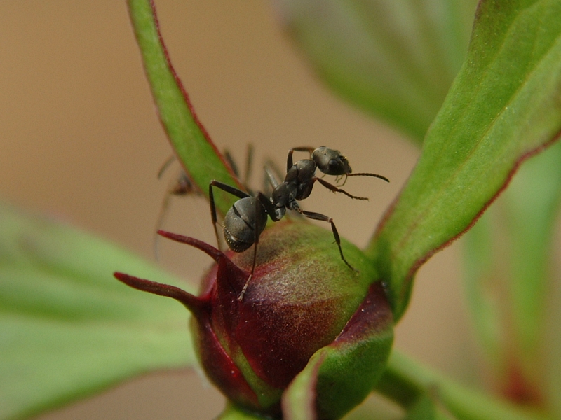 Ant; DISPLAY FULL IMAGE.