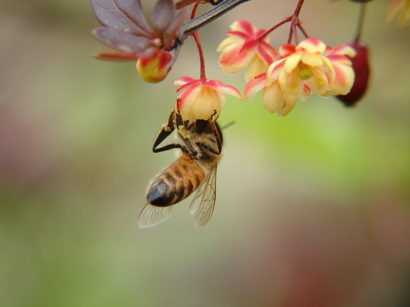 Honeybee; DISPLAY FULL IMAGE.