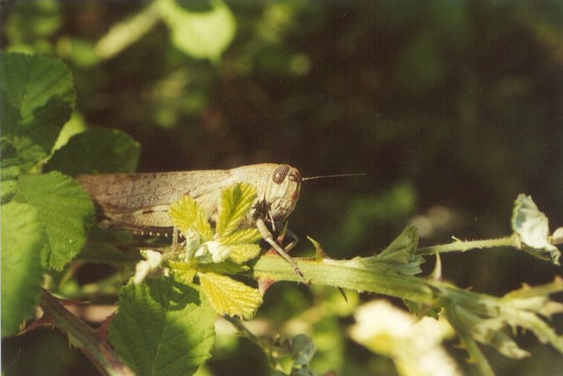 Grasshopper; DISPLAY FULL IMAGE.