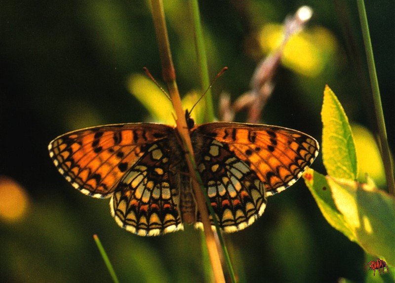 Heath Fritillary Butterfly (Mellicta athalia); DISPLAY FULL IMAGE.