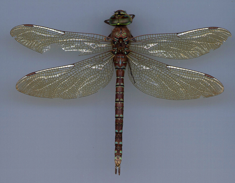 Dragonfly; DISPLAY FULL IMAGE.