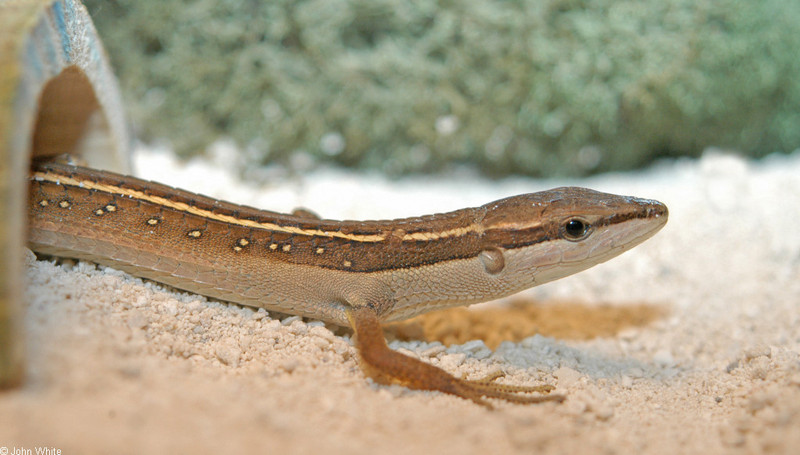 Asian Long-tailed Lizard (Takydromus sexlineatus) 002; DISPLAY FULL IMAGE.