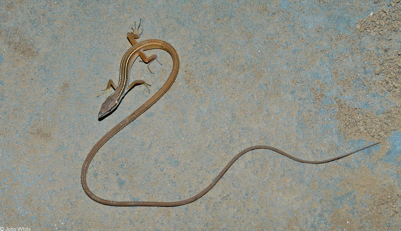Asian Long-tailed Lizard (Takydromus sexlineatus) 003; DISPLAY FULL IMAGE.