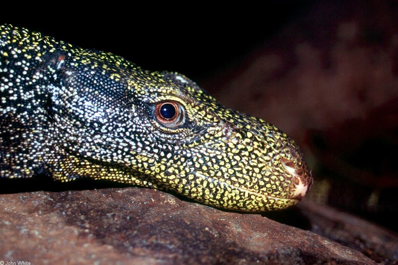 Crocodile Monitor (Varanus salvadorii) 002; DISPLAY FULL IMAGE.