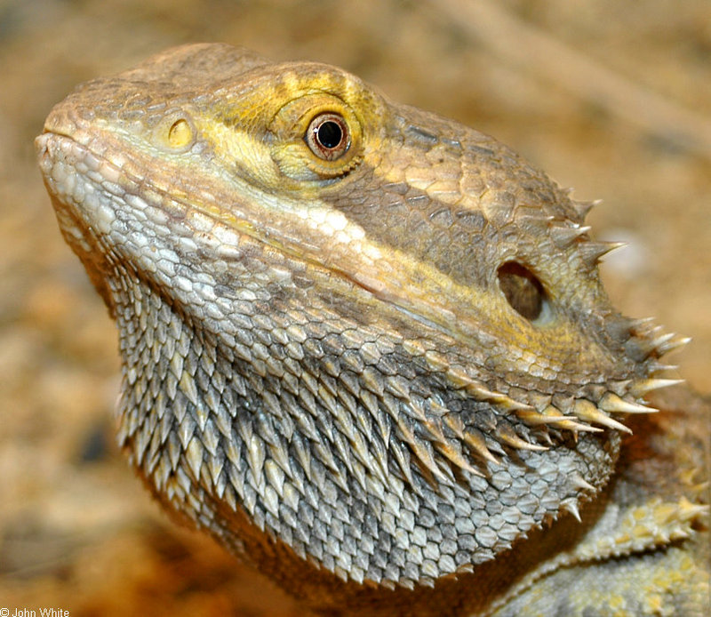 Bearded Dragon (Pogona barbata); DISPLAY FULL IMAGE.