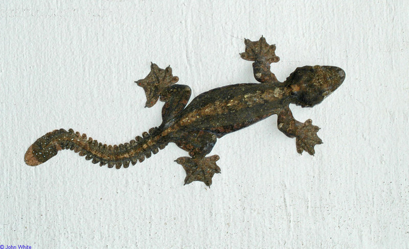 Flying Gecko (ptychozoon kuhli) 101; DISPLAY FULL IMAGE.