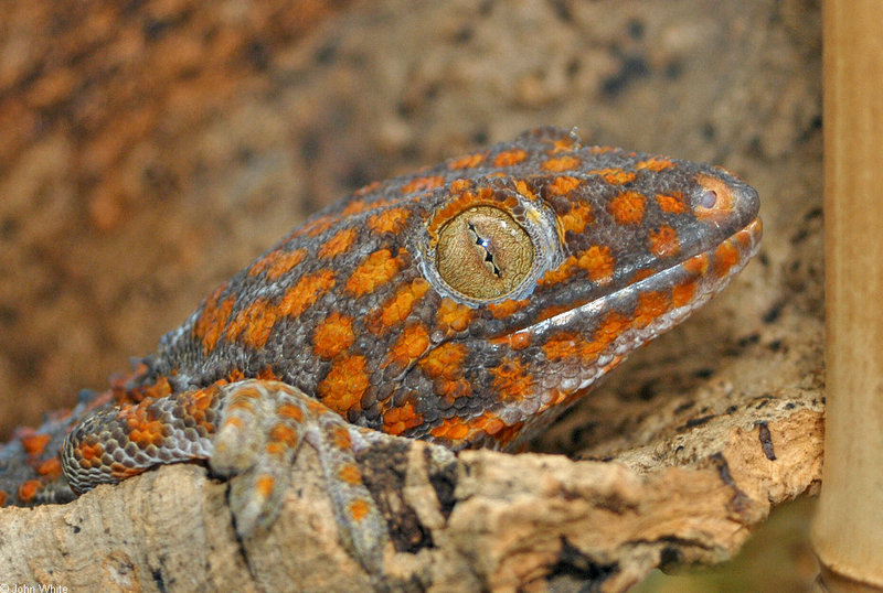 Tokay Gecko (Gekko gecko)001; DISPLAY FULL IMAGE.
