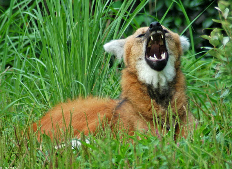 Expressions of a Maned Wolf - Maned Wolf (Chrysocyon brachyurus)0126; DISPLAY FULL IMAGE.
