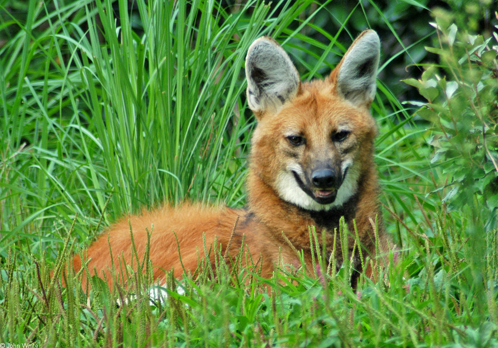 Expressions of a Maned Wolf - Maned Wolf (Chrysocyon brachyurus)0129b; Image ONLY