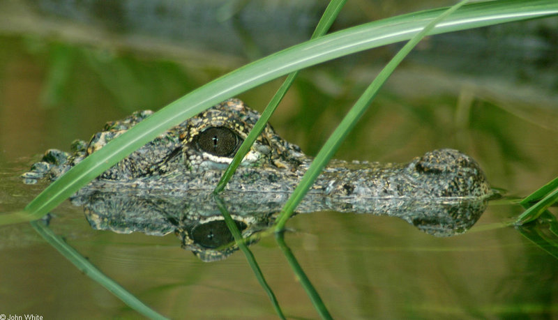 Chinese Alligator (Alligator sinensis); DISPLAY FULL IMAGE.