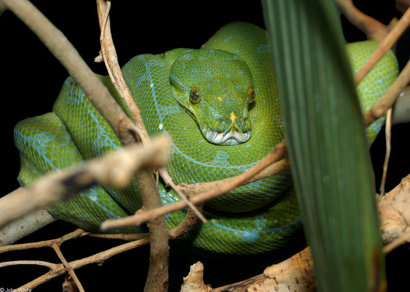 Green Tree Python (Morelia viridis); DISPLAY FULL IMAGE.