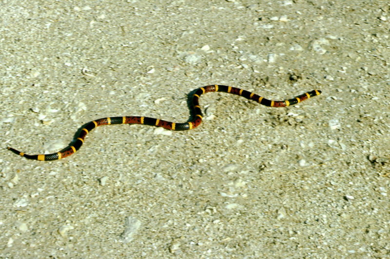 Coral Snake (Micrurus sp.) {!--산호뱀-->; DISPLAY FULL IMAGE.