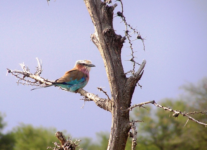 Lilac breasted roller; DISPLAY FULL IMAGE.