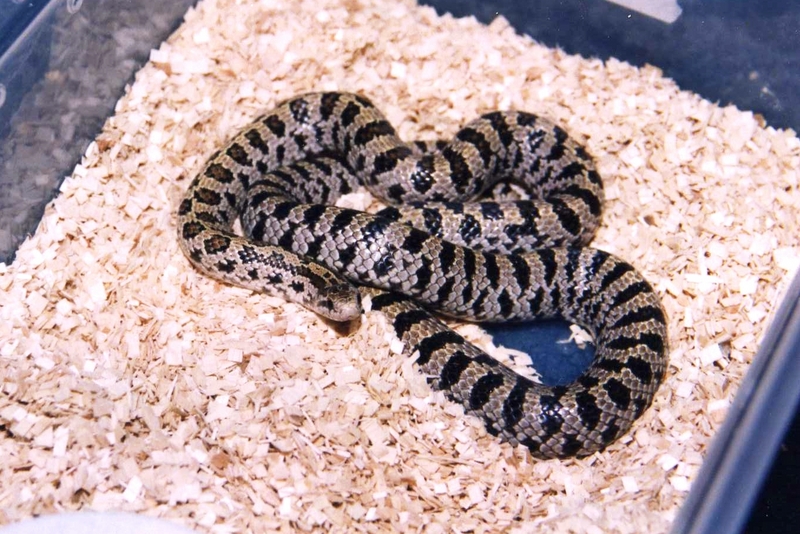 S.Fla.Mole Kingsnake (L. c. occipitolineata); DISPLAY FULL IMAGE.