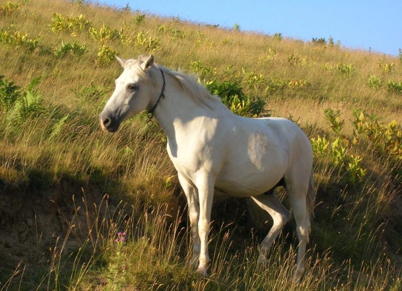 White Horse; DISPLAY FULL IMAGE.