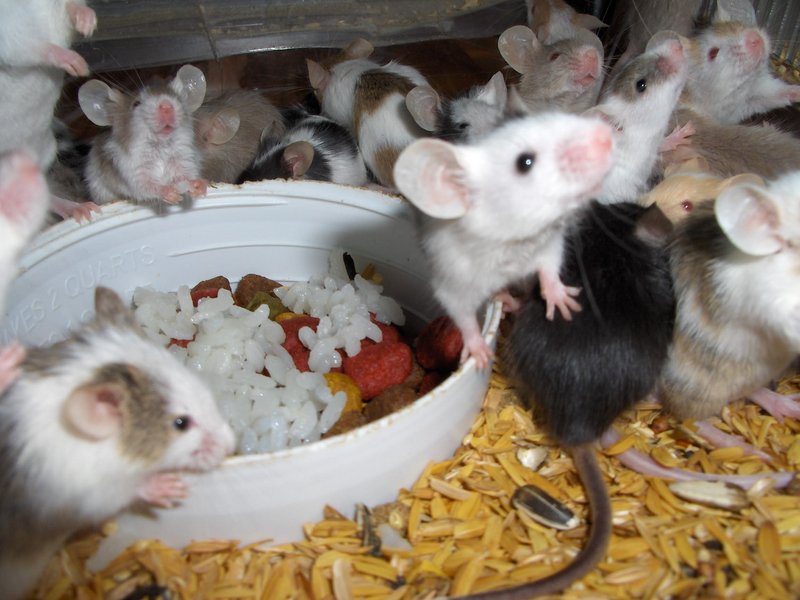 mice; DISPLAY FULL IMAGE.