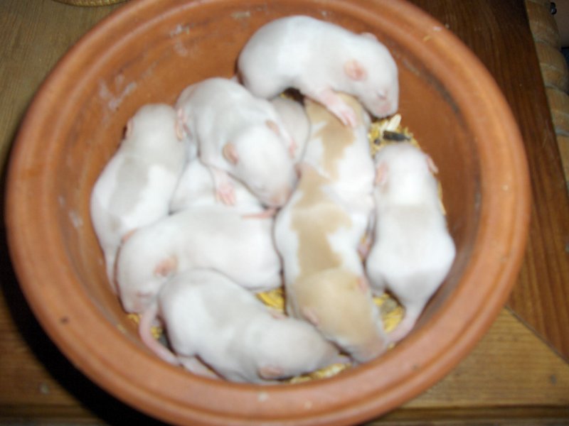 A bowl of babies; DISPLAY FULL IMAGE.