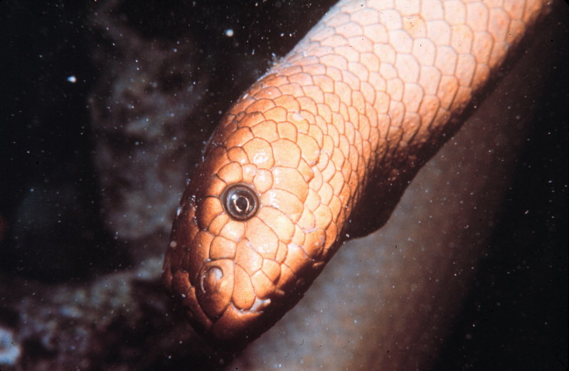 Sea Snake {!--바다뱀-->; DISPLAY FULL IMAGE.