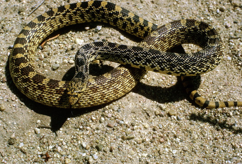 Bullsnake (Pituophis catenifer sayi) {!--황소뱀-->; DISPLAY FULL IMAGE.