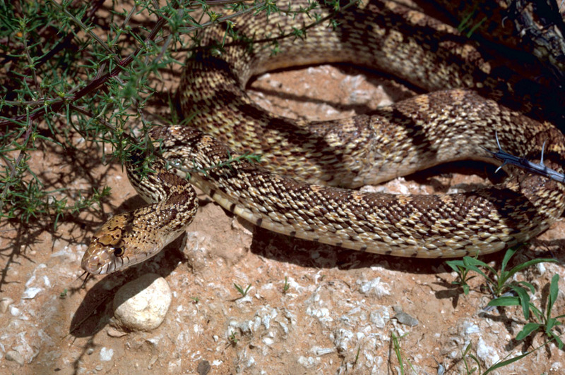 Bullsnake (Pituophis catenifer sayi) {!--황소뱀-->; DISPLAY FULL IMAGE.