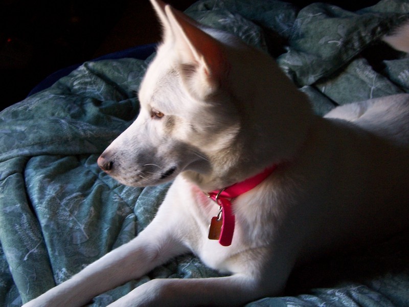 white husky - Meet Becka; DISPLAY FULL IMAGE.