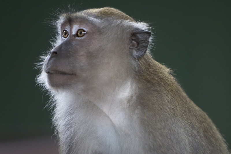Macaque Monkey; DISPLAY FULL IMAGE.