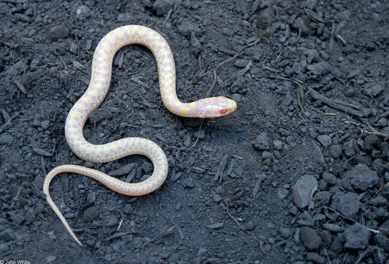 Albino Eastern Garter Snake (Thamnophis sirtalis sirtalis); DISPLAY FULL IMAGE.