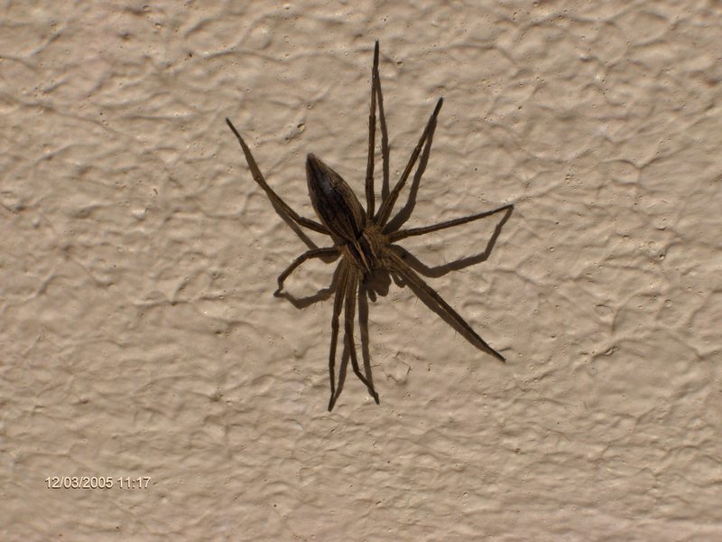 Unknown Spider; DISPLAY FULL IMAGE.