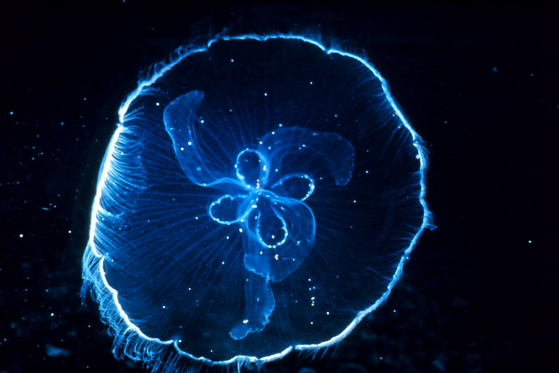 Moon Jellyfish (Aurelia aurita) {!--보름달물해파리-->; DISPLAY FULL IMAGE.