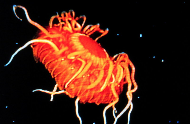 Jellyfish {!--해파리-->; DISPLAY FULL IMAGE.