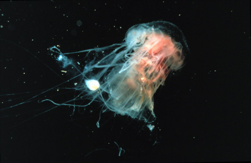 Cyanea Jellyfish {!--해파리-->; DISPLAY FULL IMAGE.
