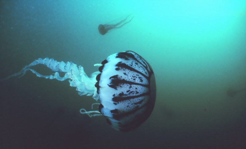 Purple Jellyfish (Pelagia panopyra) {!--대형 해파리-->; DISPLAY FULL IMAGE.