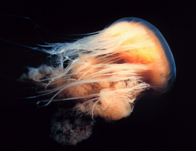 Lion's Mane Jellyfish (Cyanea capillata) {!--북유령해파리-->; DISPLAY FULL IMAGE.