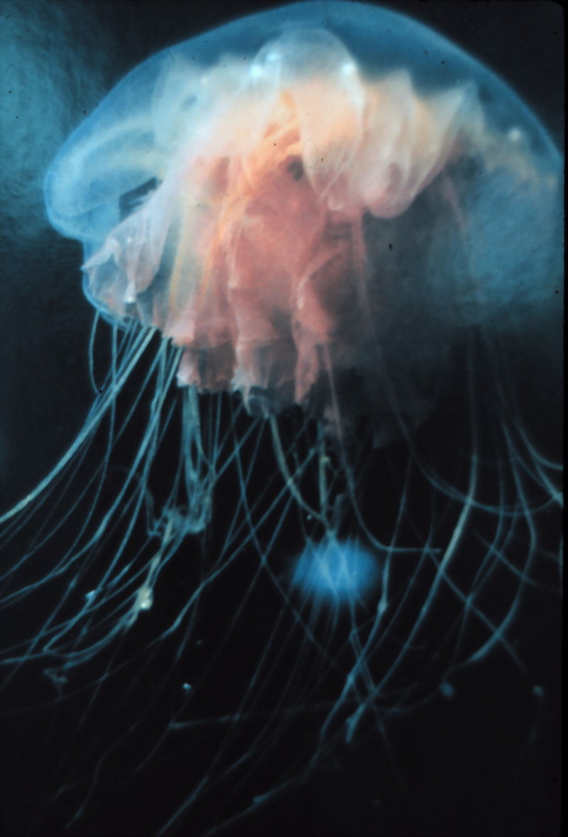 Arctic Jellyfish {!--북극의 해파리-->; DISPLAY FULL IMAGE.