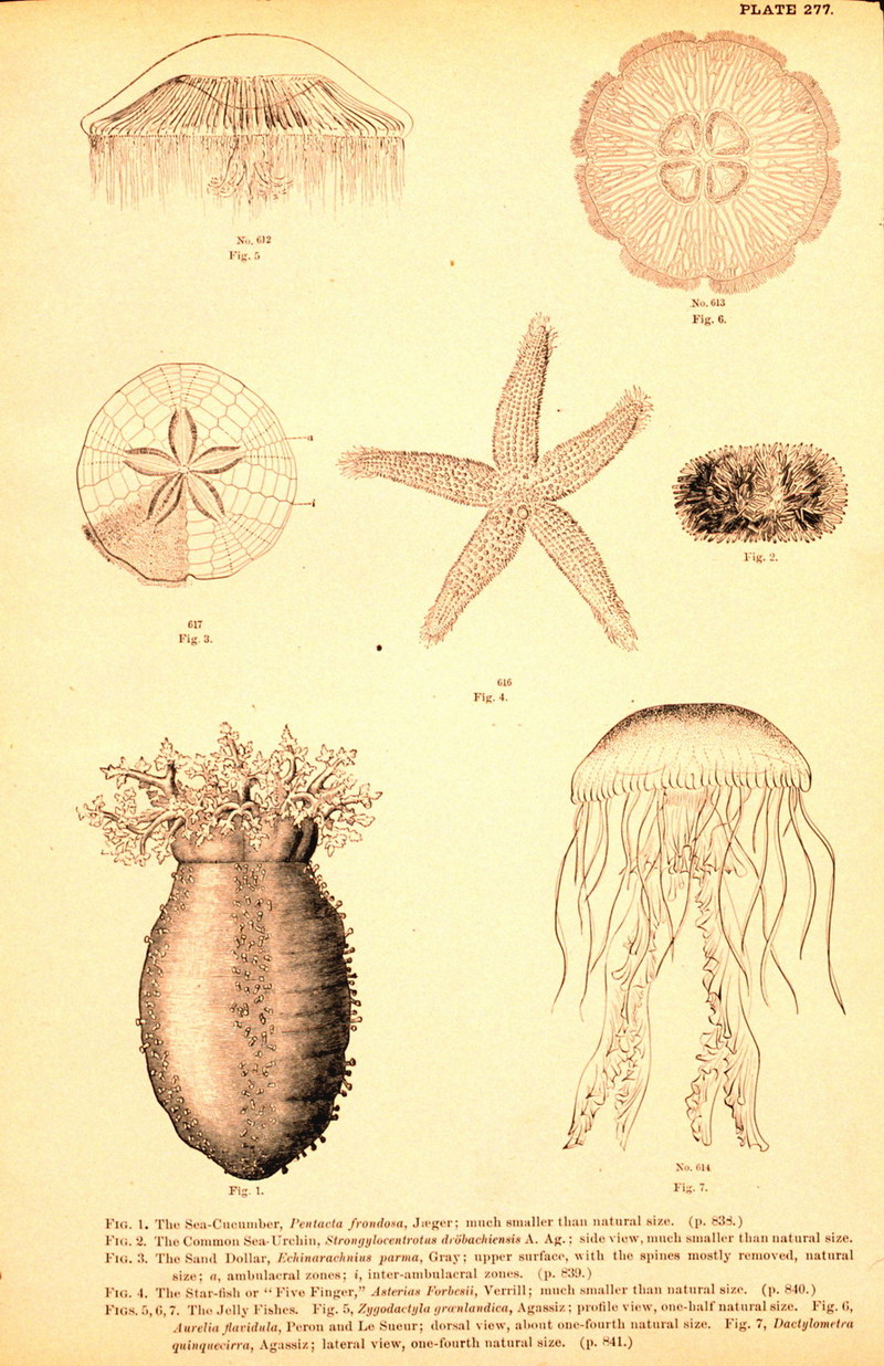 Sea Cucumber & Jellyfish {!--북극의 해파리-->; DISPLAY FULL IMAGE.