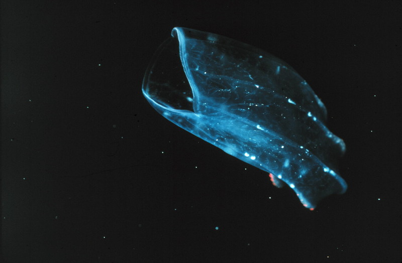 Comb Jellyfish (Ctenophora) {!--빗해파리-->; DISPLAY FULL IMAGE.