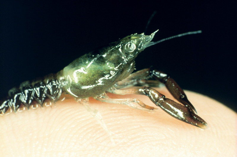 American Lobster (Homarus americanus) {!--아메리카바닷가재-->; DISPLAY FULL IMAGE.