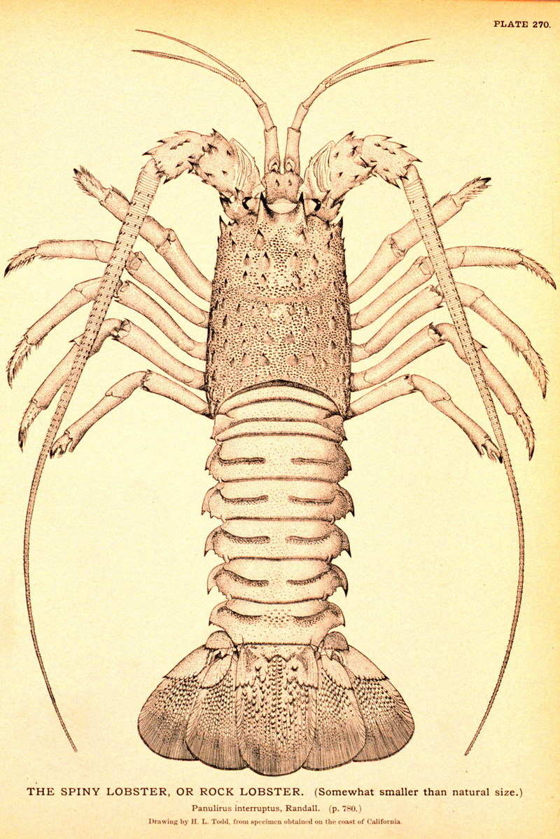 California Spiny Lobster (Panulirus interruptus) {!--캘리포니아닭새우-->; DISPLAY FULL IMAGE.