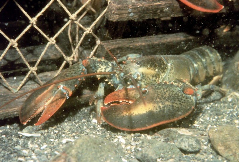 American Lobster (Homarus americanus) {!--아메리카바닷가재-->; DISPLAY FULL IMAGE.