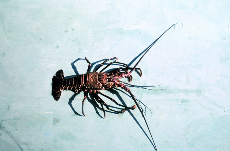 Hawaiian Spiny Lobster (Panulirus marginatus) {!--닭새우-->; DISPLAY FULL IMAGE.