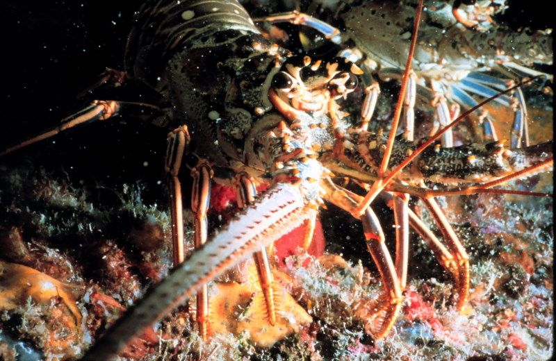 Caribbean Spiny Lobster (Panulirus argus) {!--카리브닭새우-->; DISPLAY FULL IMAGE.