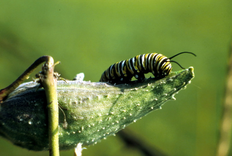 Caterpillar, Monarch Butterfly (Danaus plexippus) {!--군주나비-->; DISPLAY FULL IMAGE.
