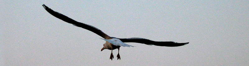 Gaviotas; DISPLAY FULL IMAGE.