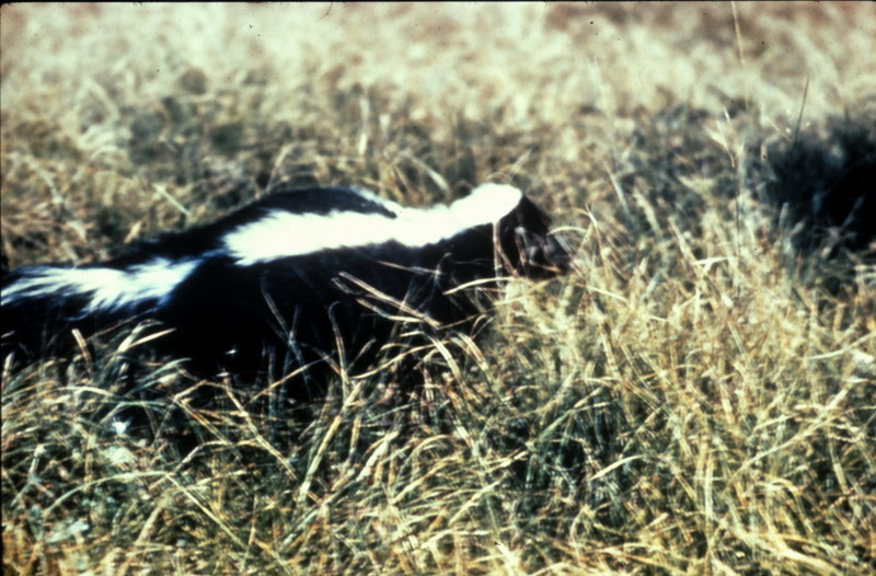 Striped Skunk (Mephitis mephitis) {!--줄무늬스컹크-->; DISPLAY FULL IMAGE.